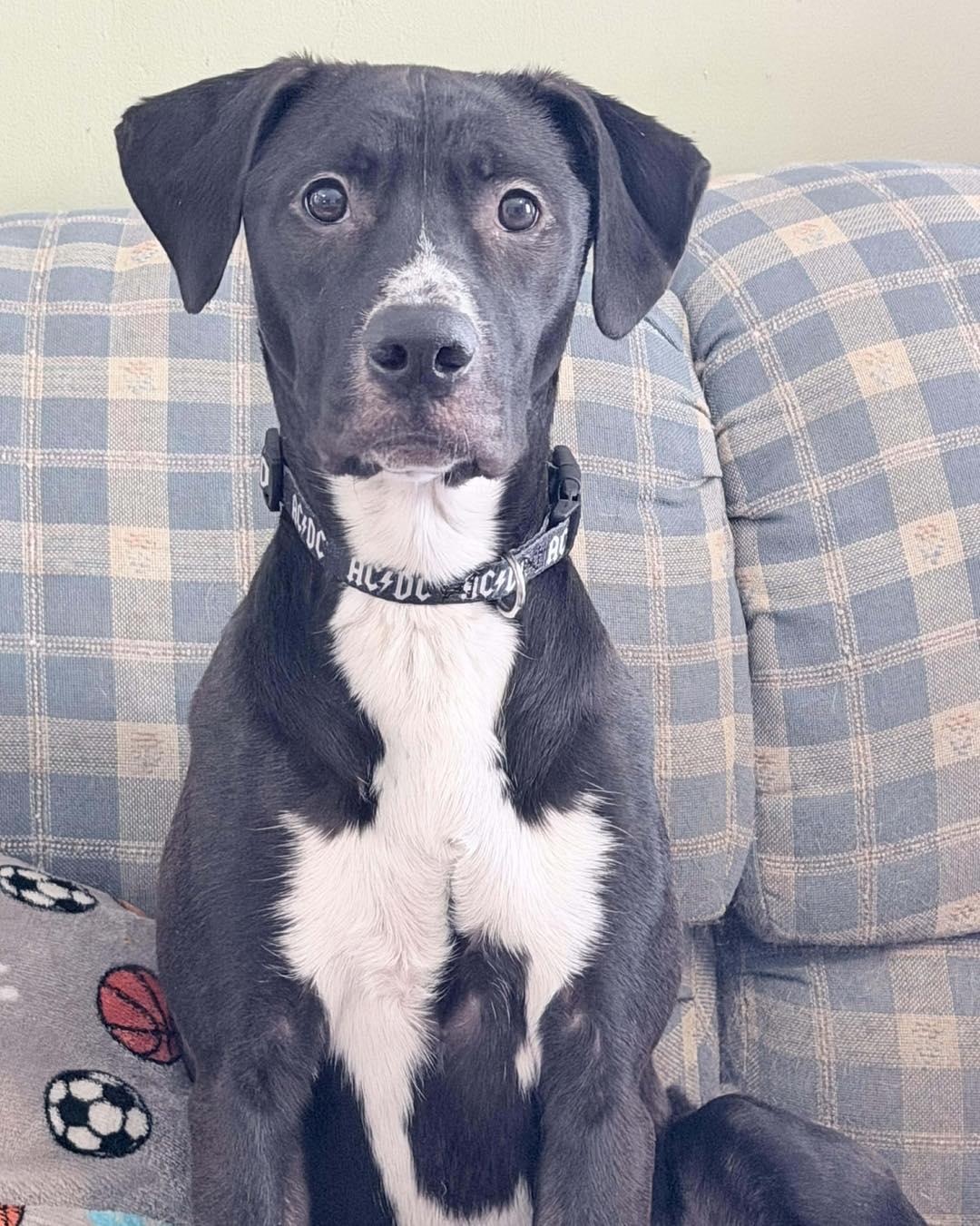 Enlarge Socks, a Adoptable mixed breed in Maryville, MO image 1/6