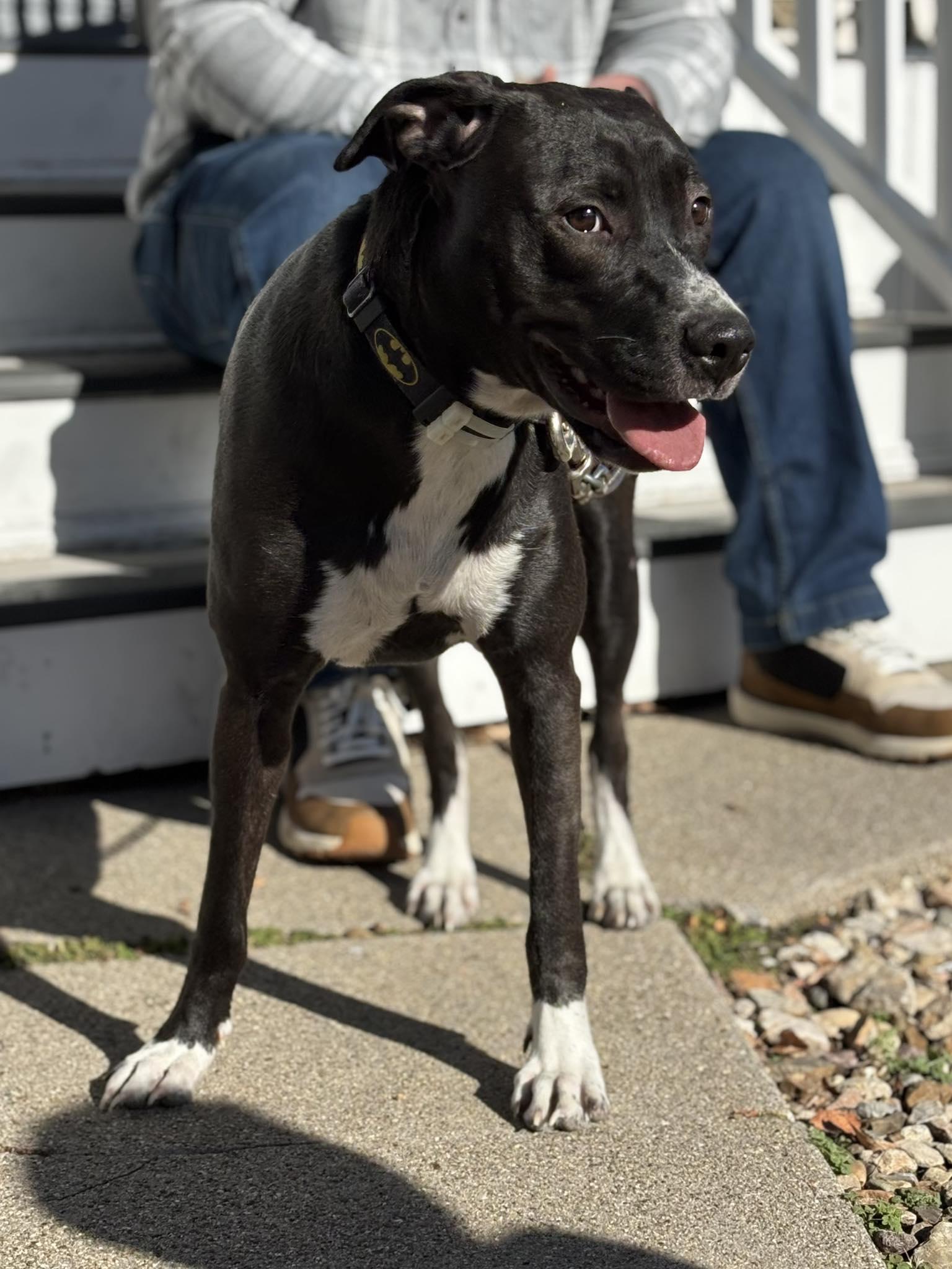 Enlarge Socks, a Adoptable mixed breed in Maryville, MO image 3/6