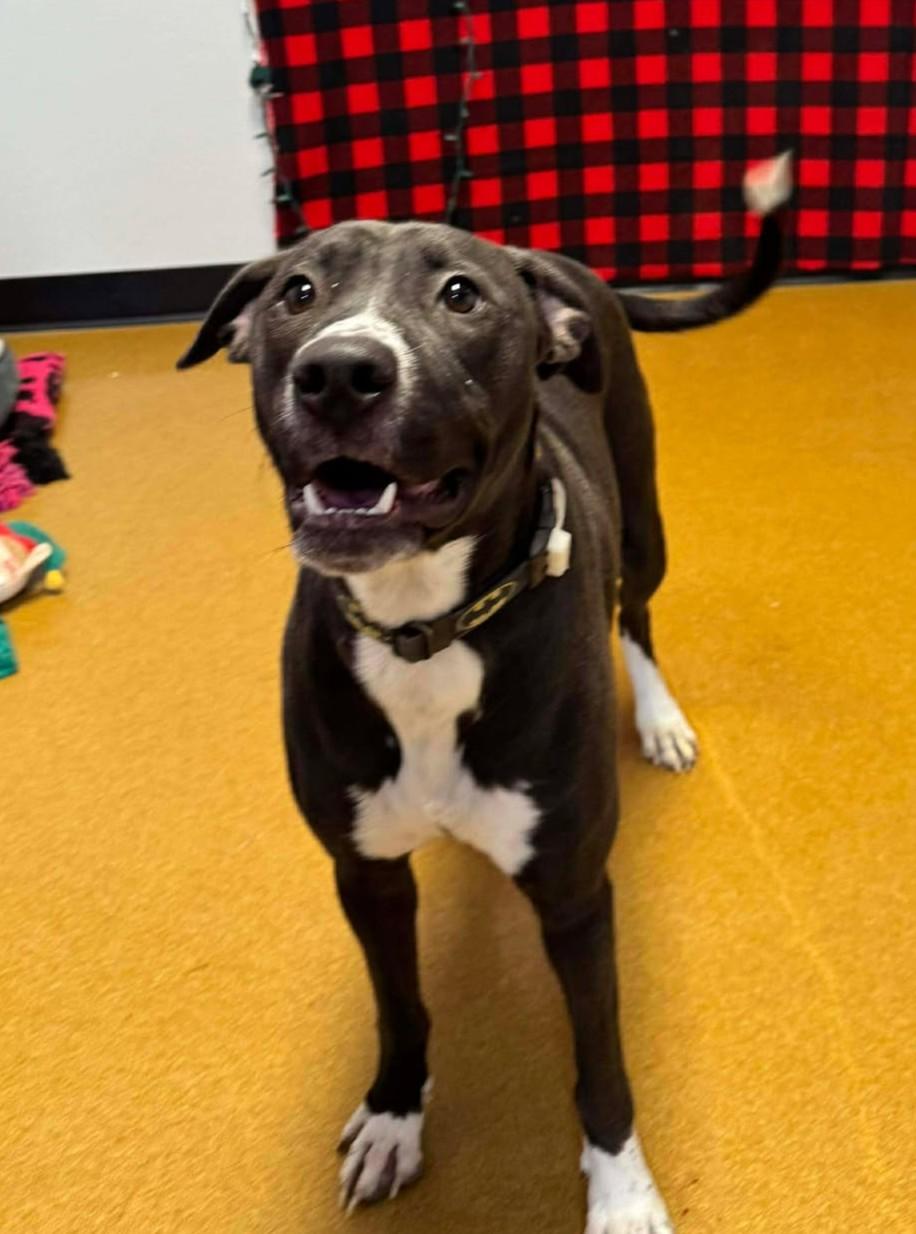 Enlarge Socks, a Adoptable mixed breed in Maryville, MO image 4/6