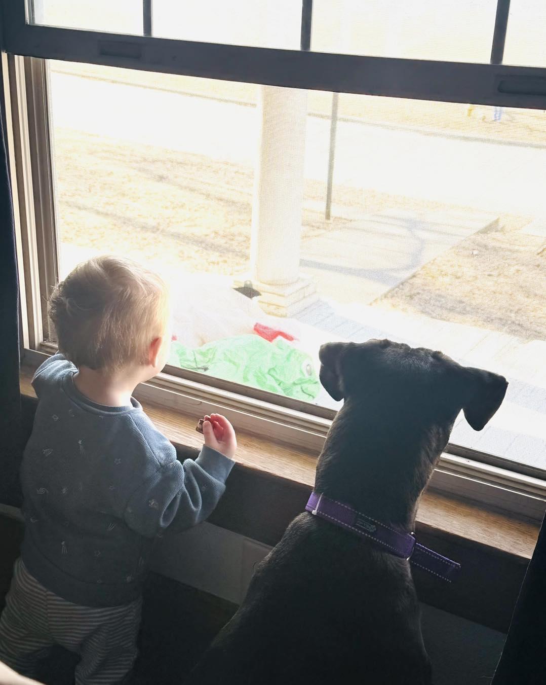 Enlarge Socks, a Adoptable mixed breed in Maryville, MO image 5/6