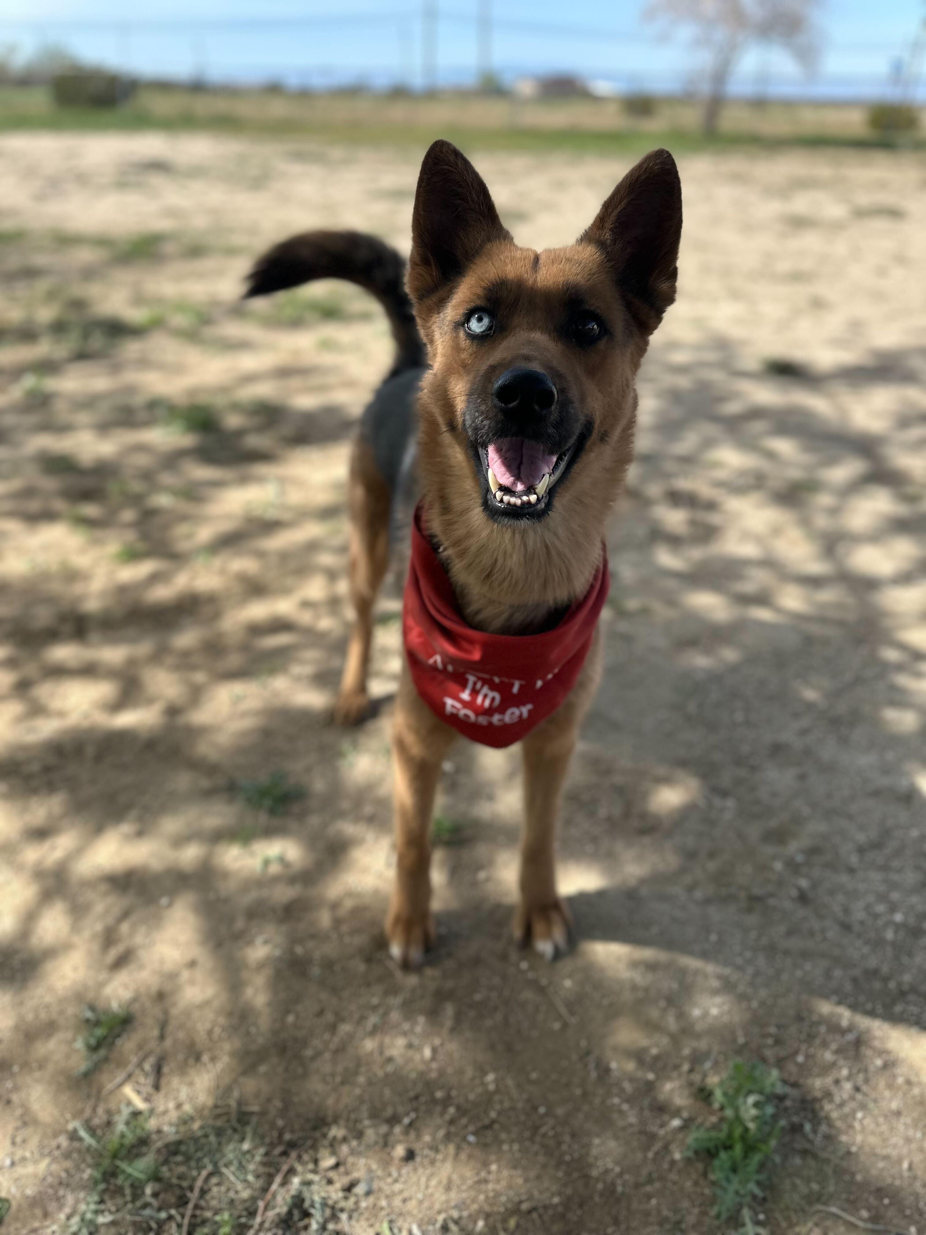 Enlarge Athena, a Adoptable mixed breed in San Rafael, CA image 4/6
