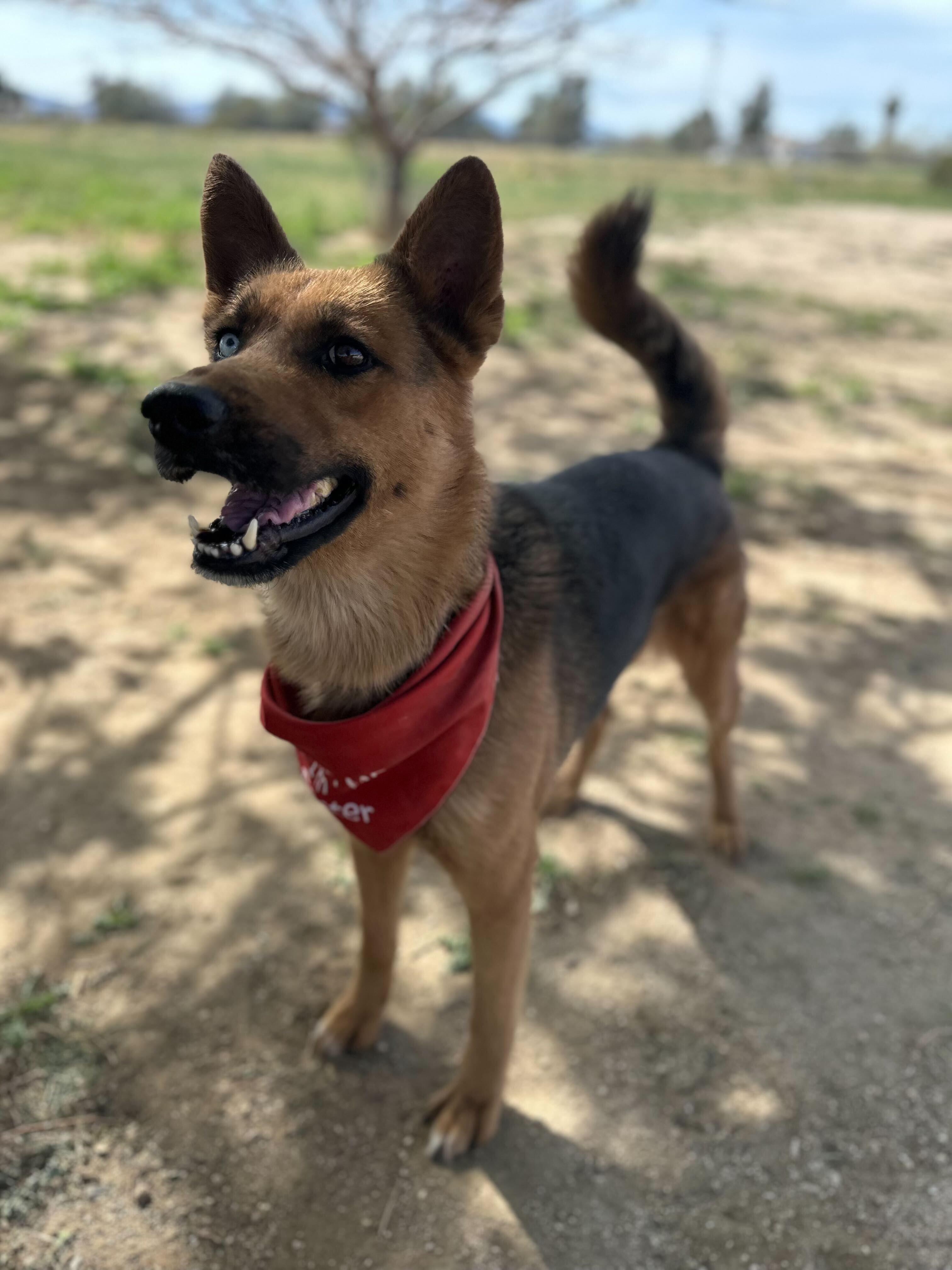 Enlarge Athena, a Adoptable mixed breed in San Rafael, CA image 3/6