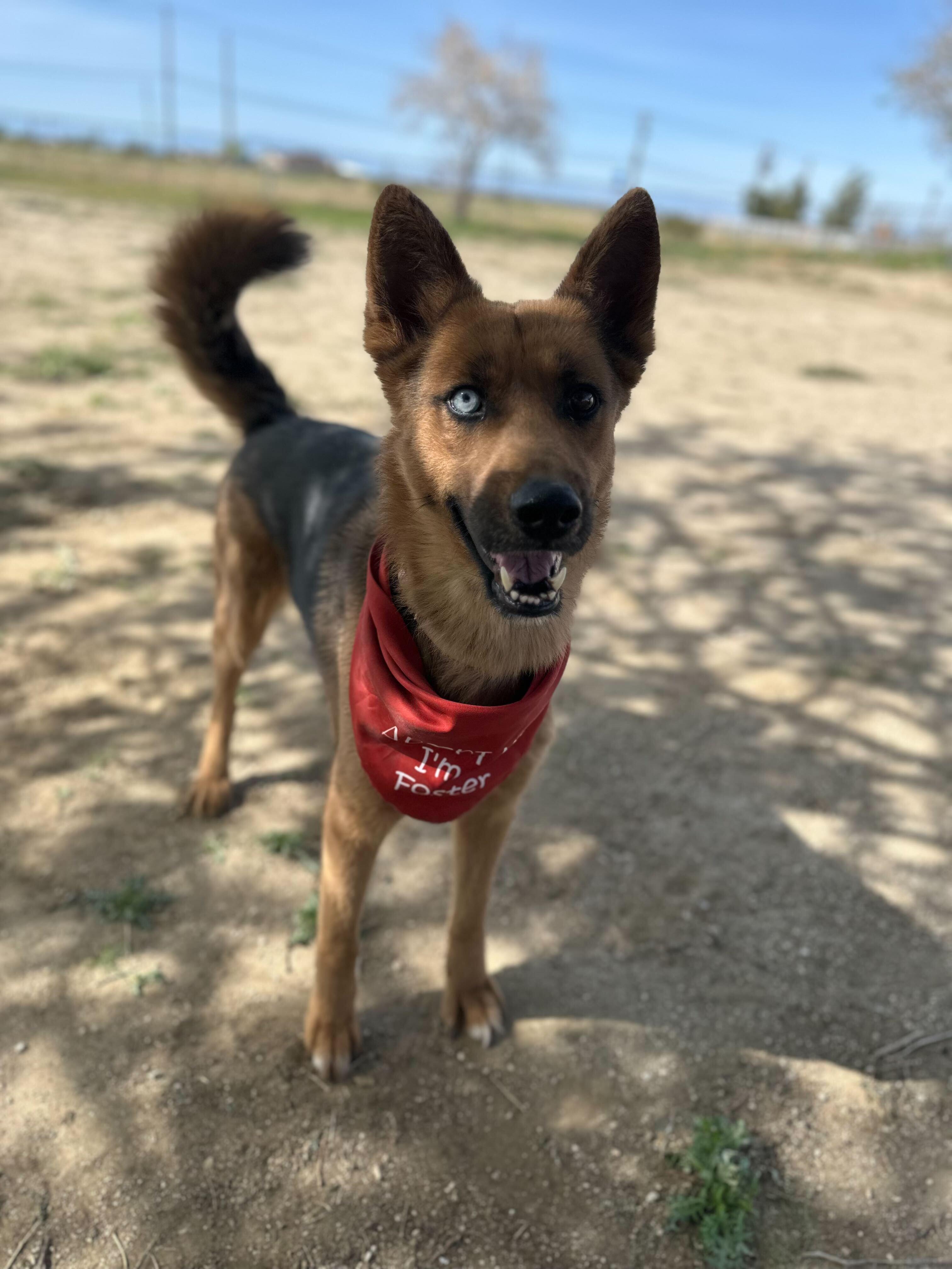 Enlarge Athena, a Adoptable mixed breed in San Rafael, CA image 5/6
