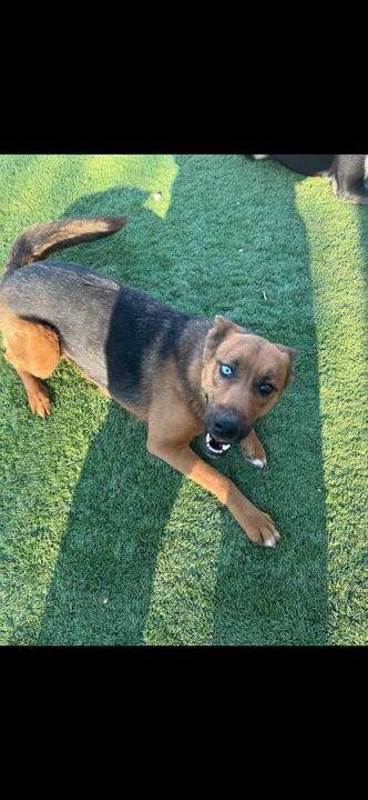 Athena, a Adoptable mixed breed in San Rafael, CA image 3/6