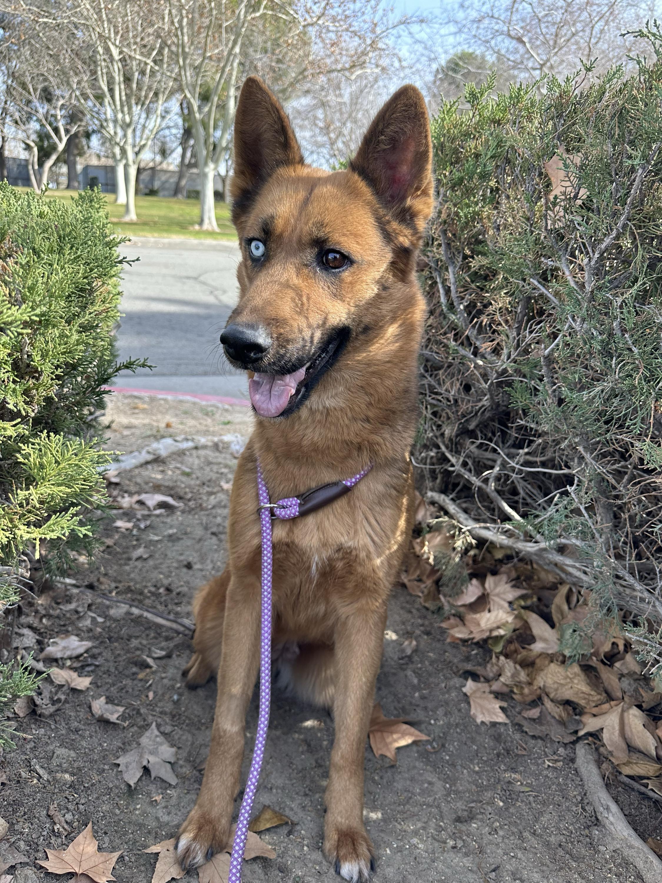 Athena, a Adoptable mixed breed in San Rafael, CA image 5/6