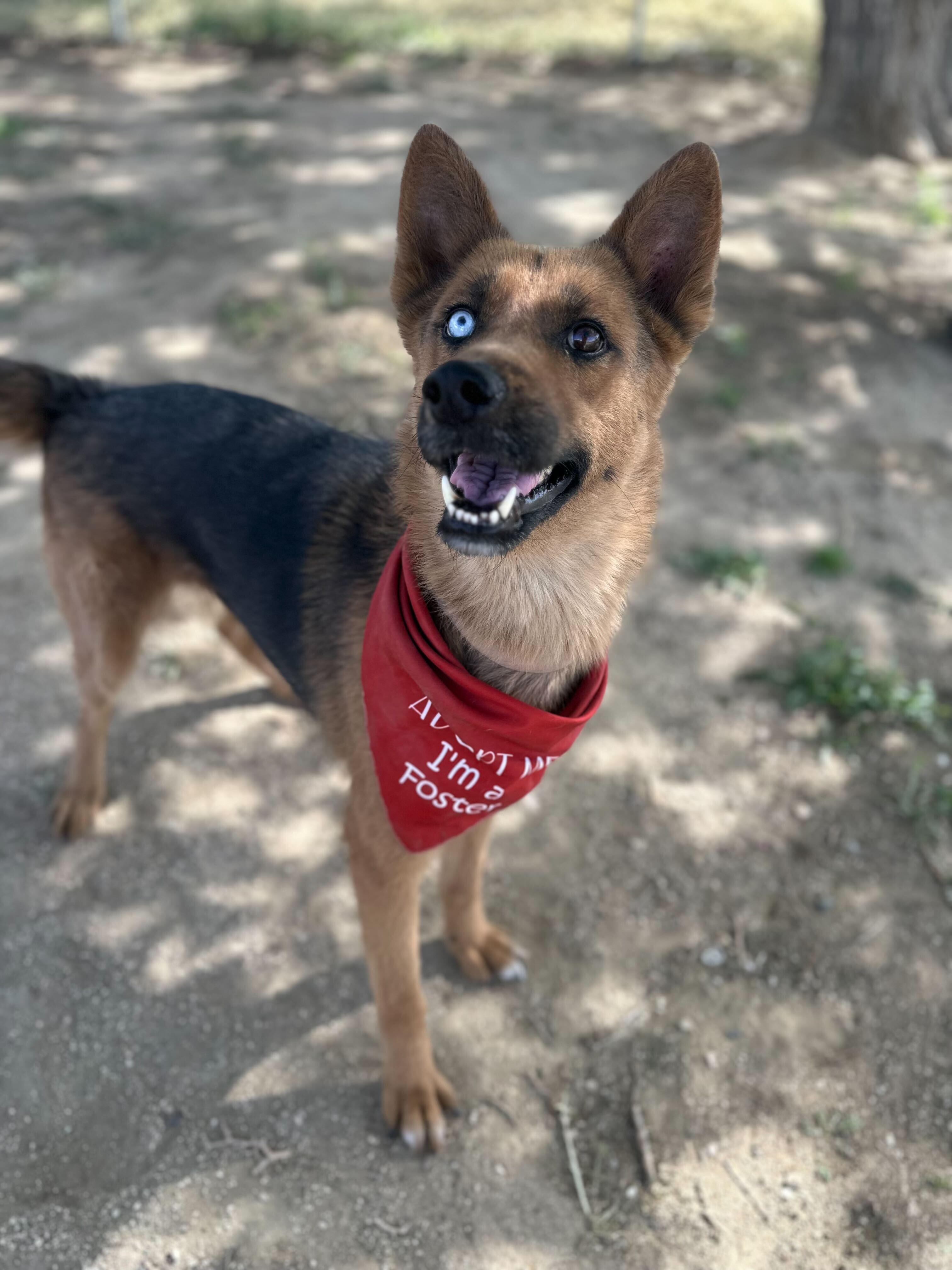 Enlarge Athena, a Adoptable mixed breed in San Rafael, CA image 6/6