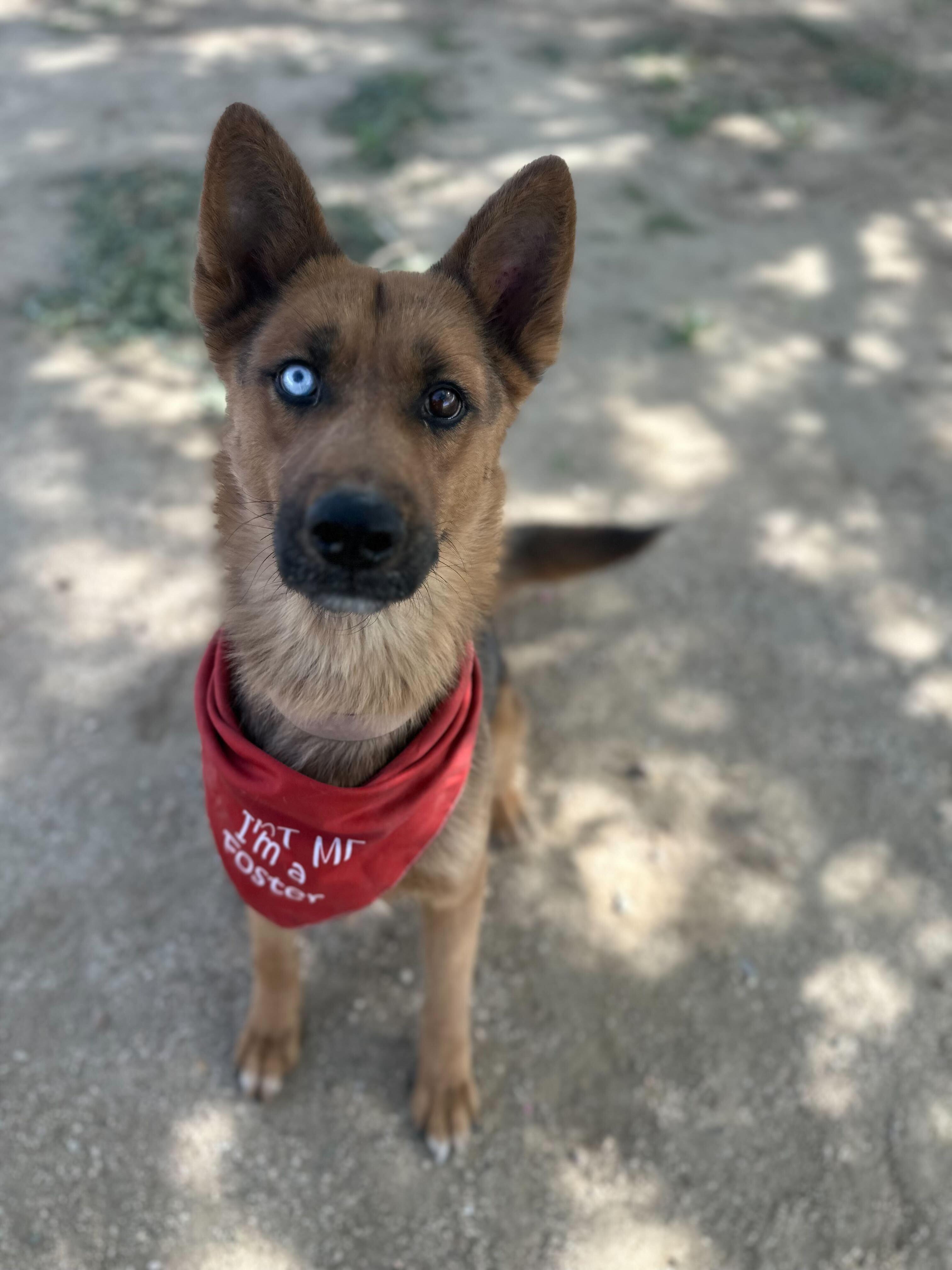 Enlarge Athena, a Adoptable mixed breed in San Rafael, CA image 1/6