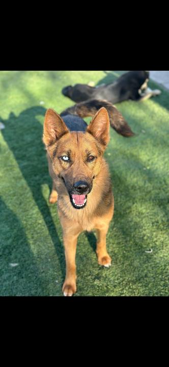 Athena, Adoptable, Adult Female German Shepherd Dog & Siberian Husky.