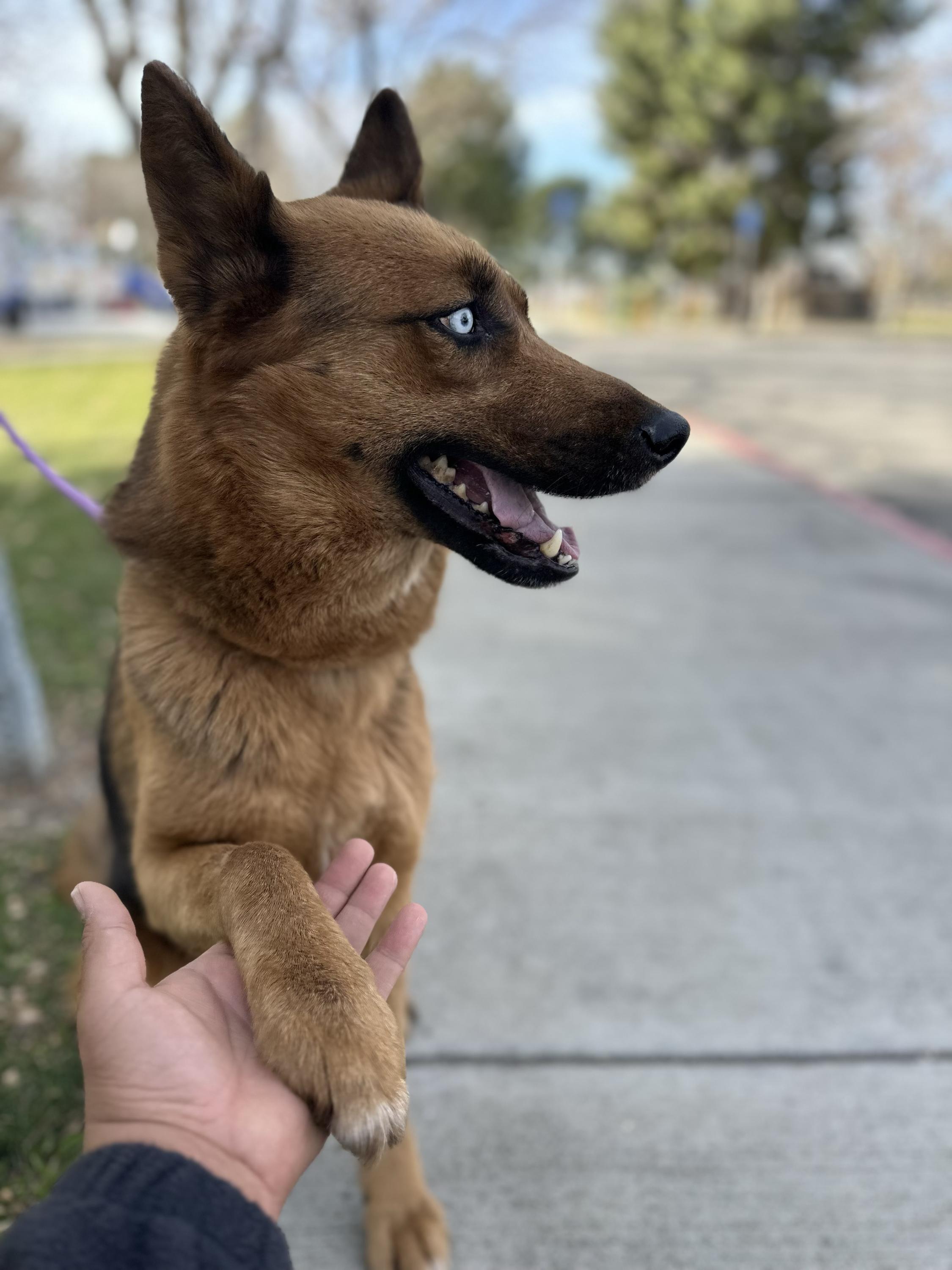Athena, a Adoptable mixed breed in San Rafael, CA image 6/6