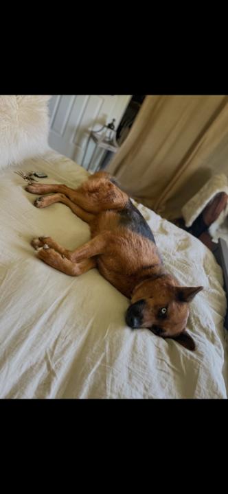 Athena, a Adoptable mixed breed in San Rafael, CA image 2/6