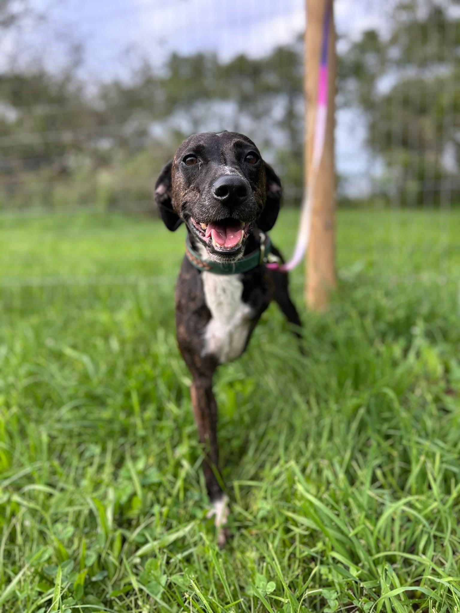 Trixie.  tinycauseadopt@gmail.com
