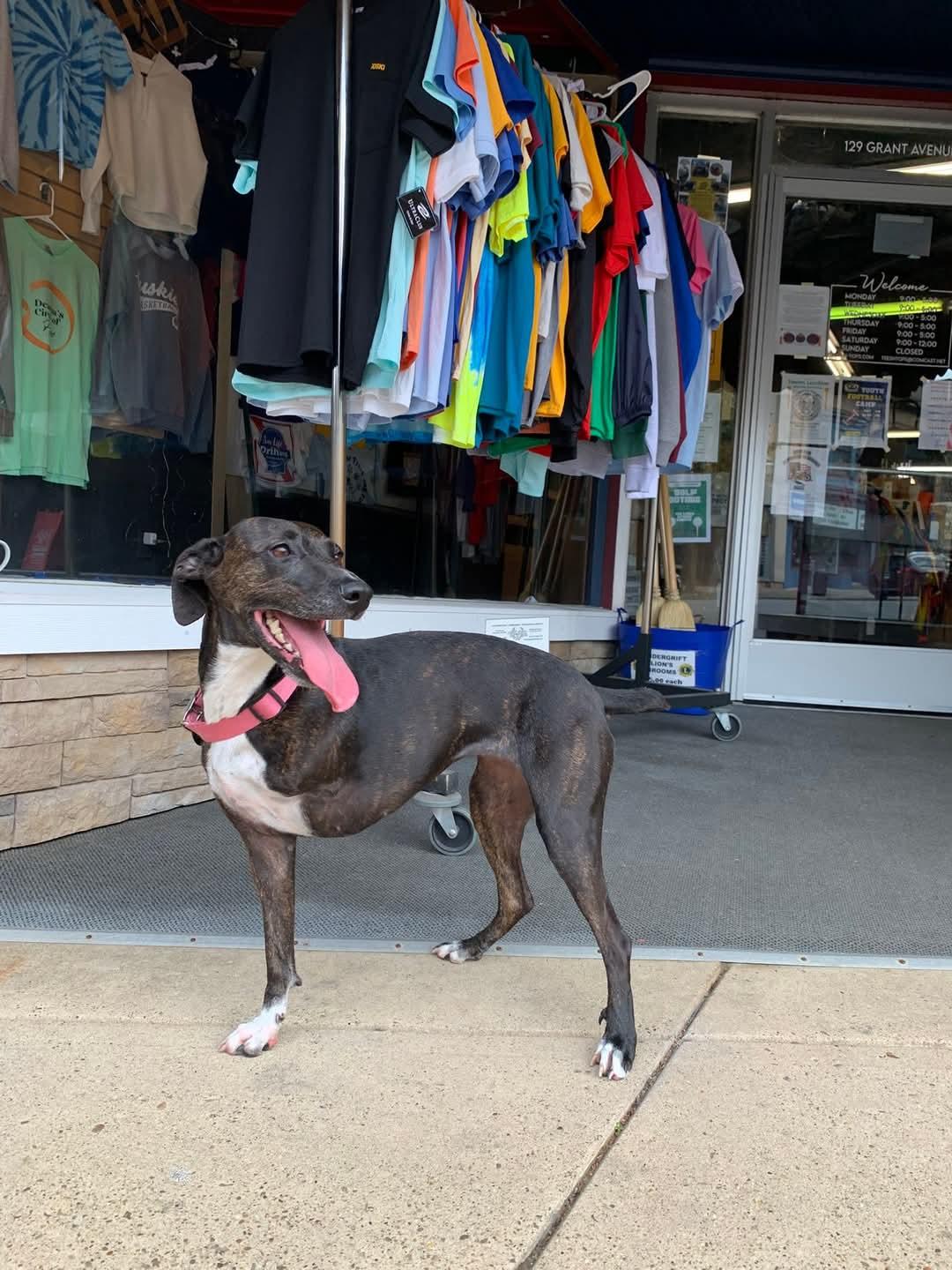 Trixie.  tinycauseadopt@gmail.com