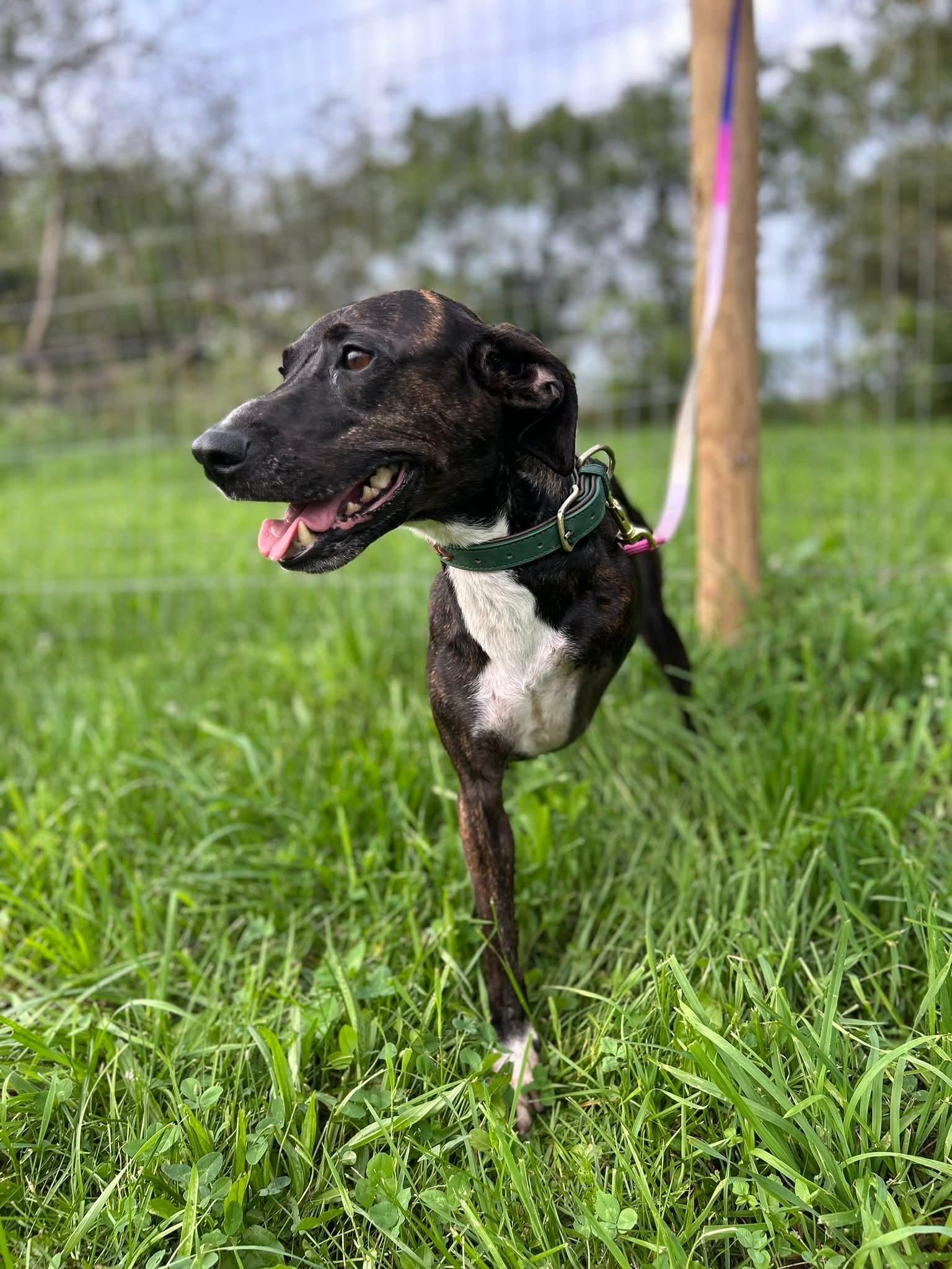 Trixie.  tinycauseadopt@gmail.com