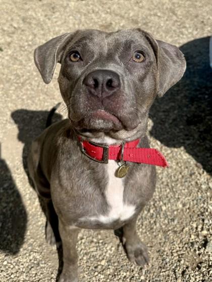 Enlarge Melody, a Adoptable Mixed Breed in Columbus, OH image 1/3