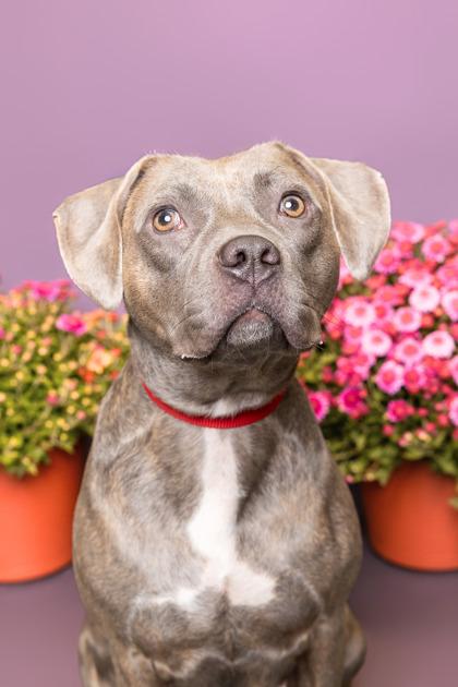 Melody, Adoptable, Adult Female Mixed Breed & Mixed Breed.