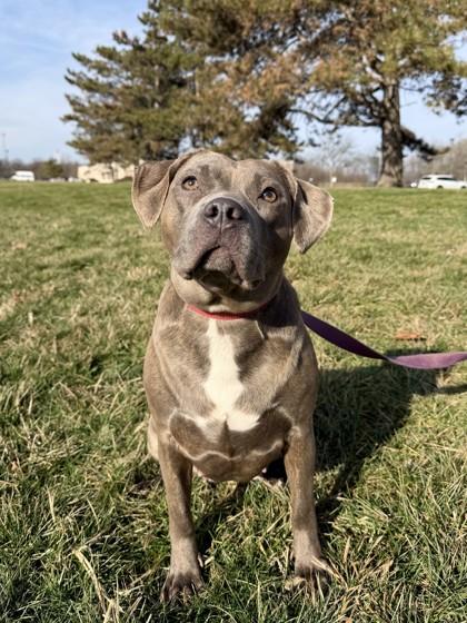 Enlarge Melody, a Adoptable Mixed Breed in Columbus, OH image 2/3