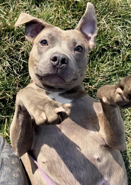 Enlarge Melody, a Adoptable Mixed Breed in Columbus, OH image 2/3