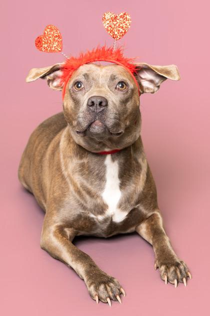 Enlarge Melody, a Adoptable Mixed Breed in Columbus, OH image 3/3