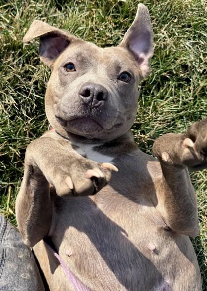 Enlarge Melody, a Adoptable Mixed Breed in Columbus, OH image 3/3