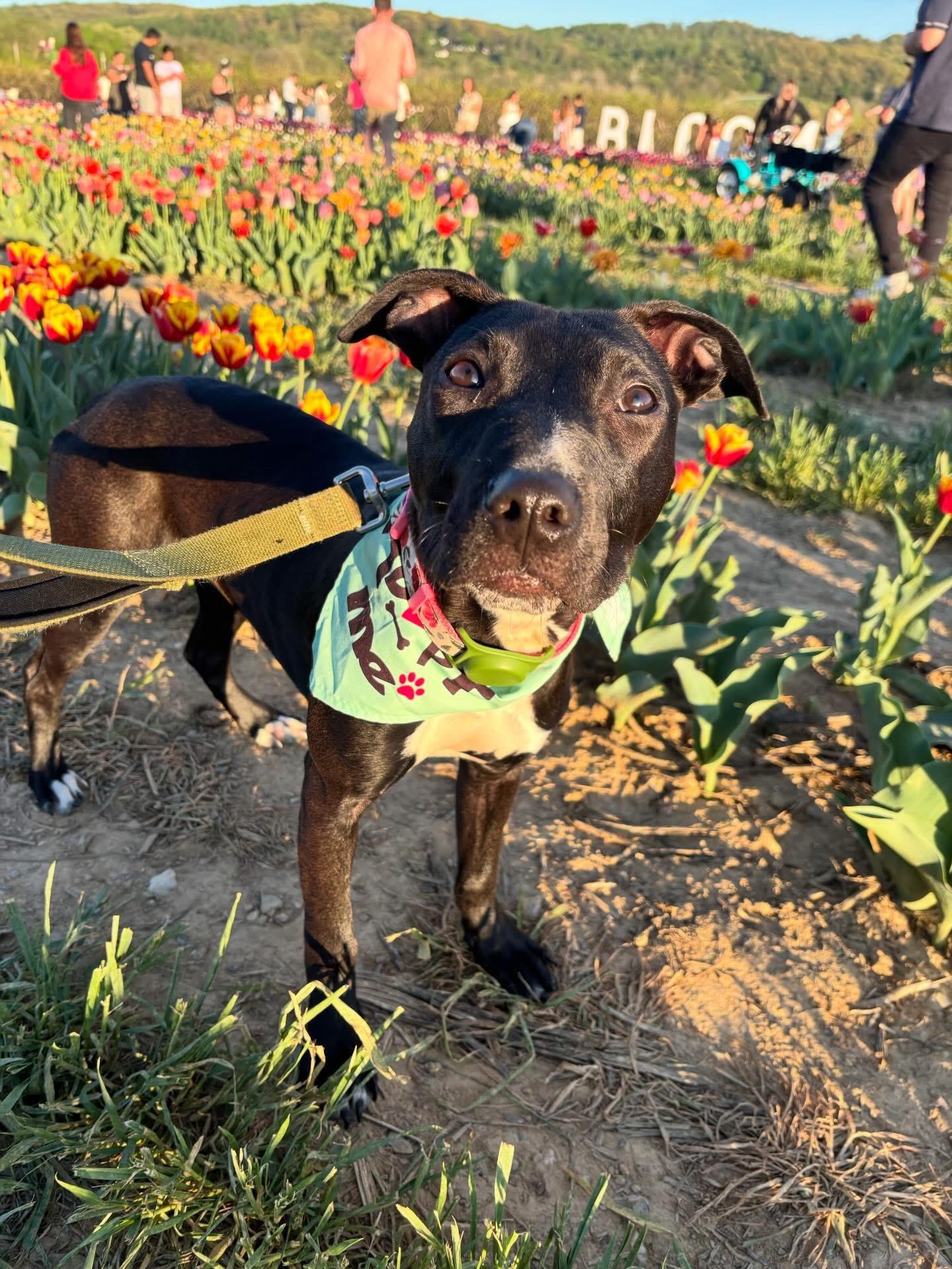 Enlarge Bonnie, a ADOPTABLE mixed breed in Elizabethtown, PA image 2/5