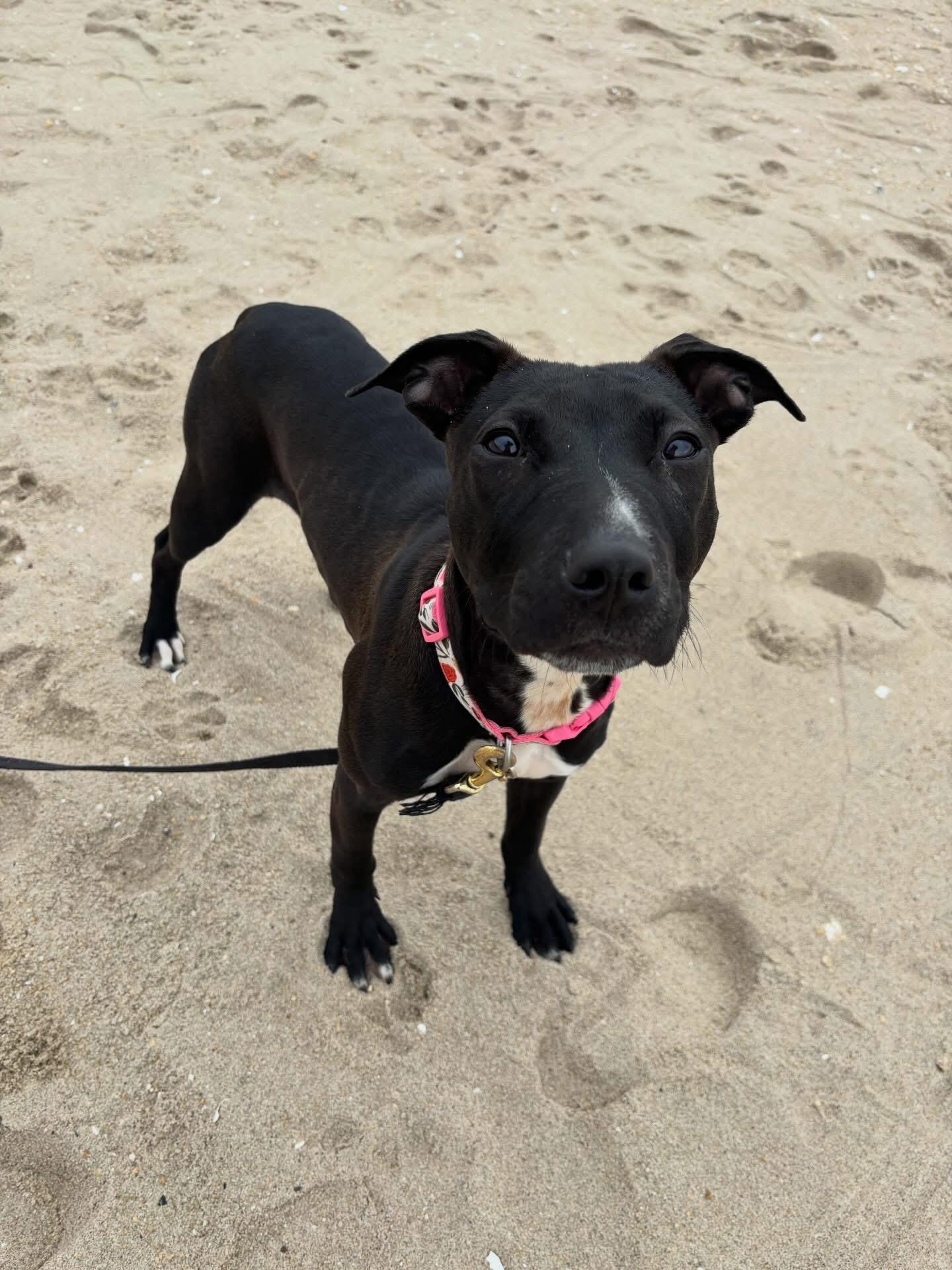 Enlarge Bonnie, a ADOPTABLE mixed breed in Elizabethtown, PA image 5/5