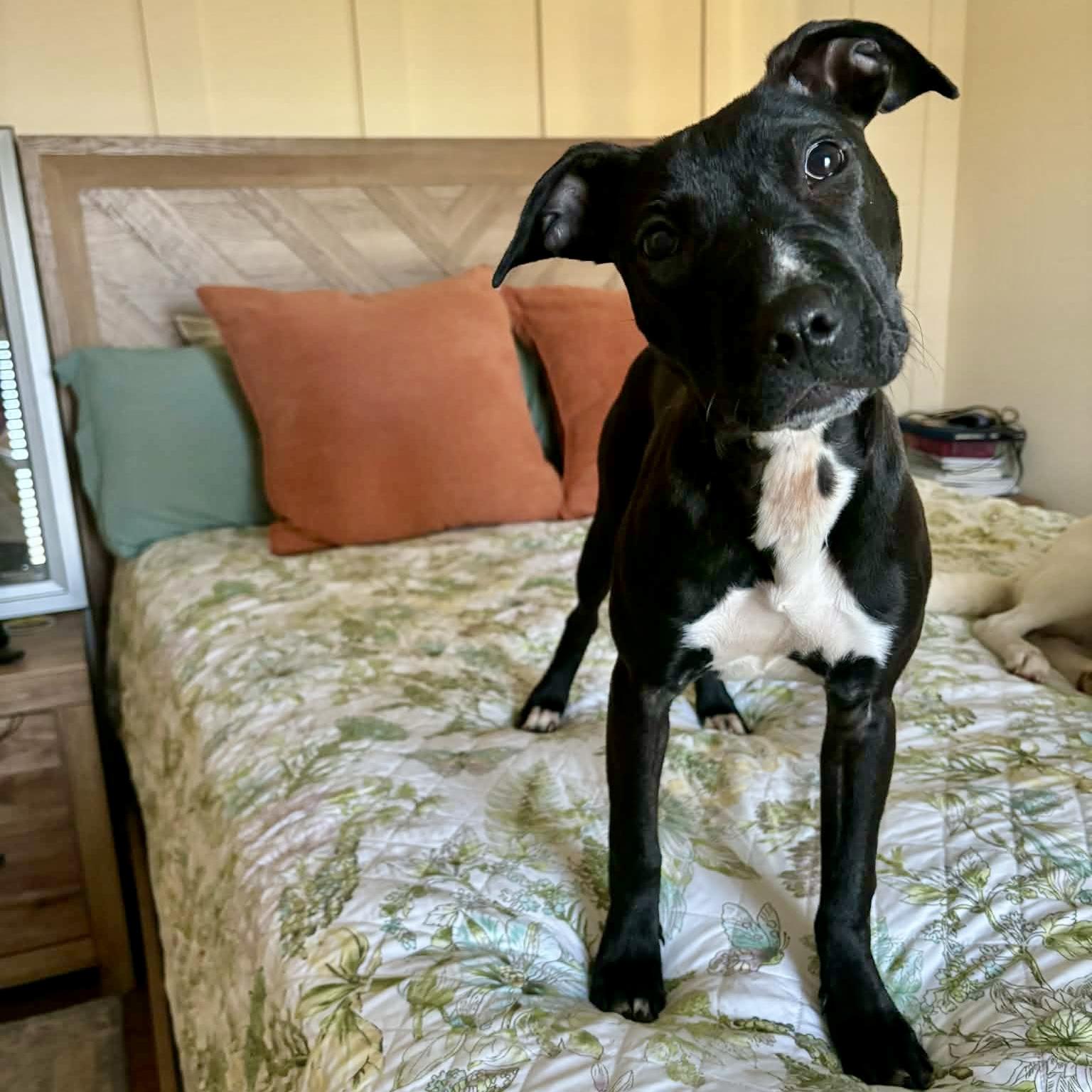 Bonnie, ADOPTABLE, Puppy Female Pit Bull Terrier.