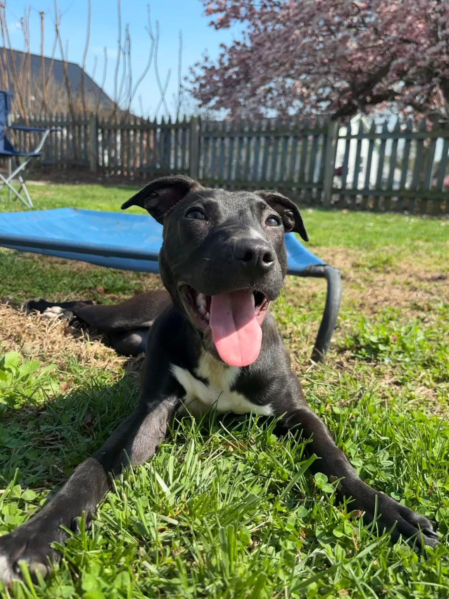 Enlarge Bonnie, a ADOPTABLE mixed breed in Elizabethtown, PA image 4/5