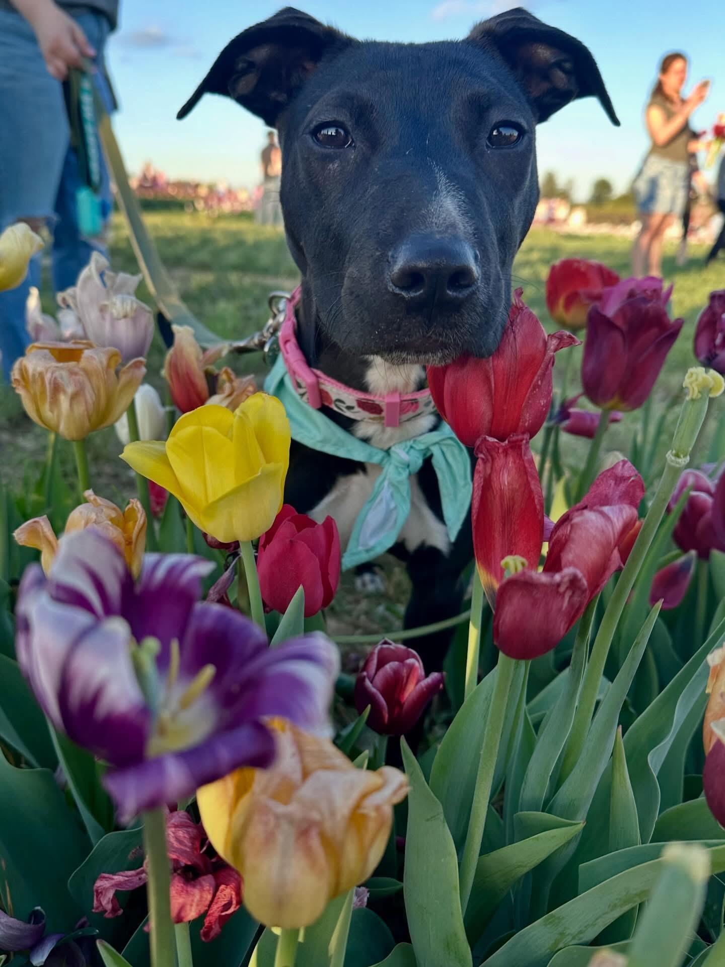 Enlarge Bonnie, a ADOPTABLE mixed breed in Elizabethtown, PA image 3/5