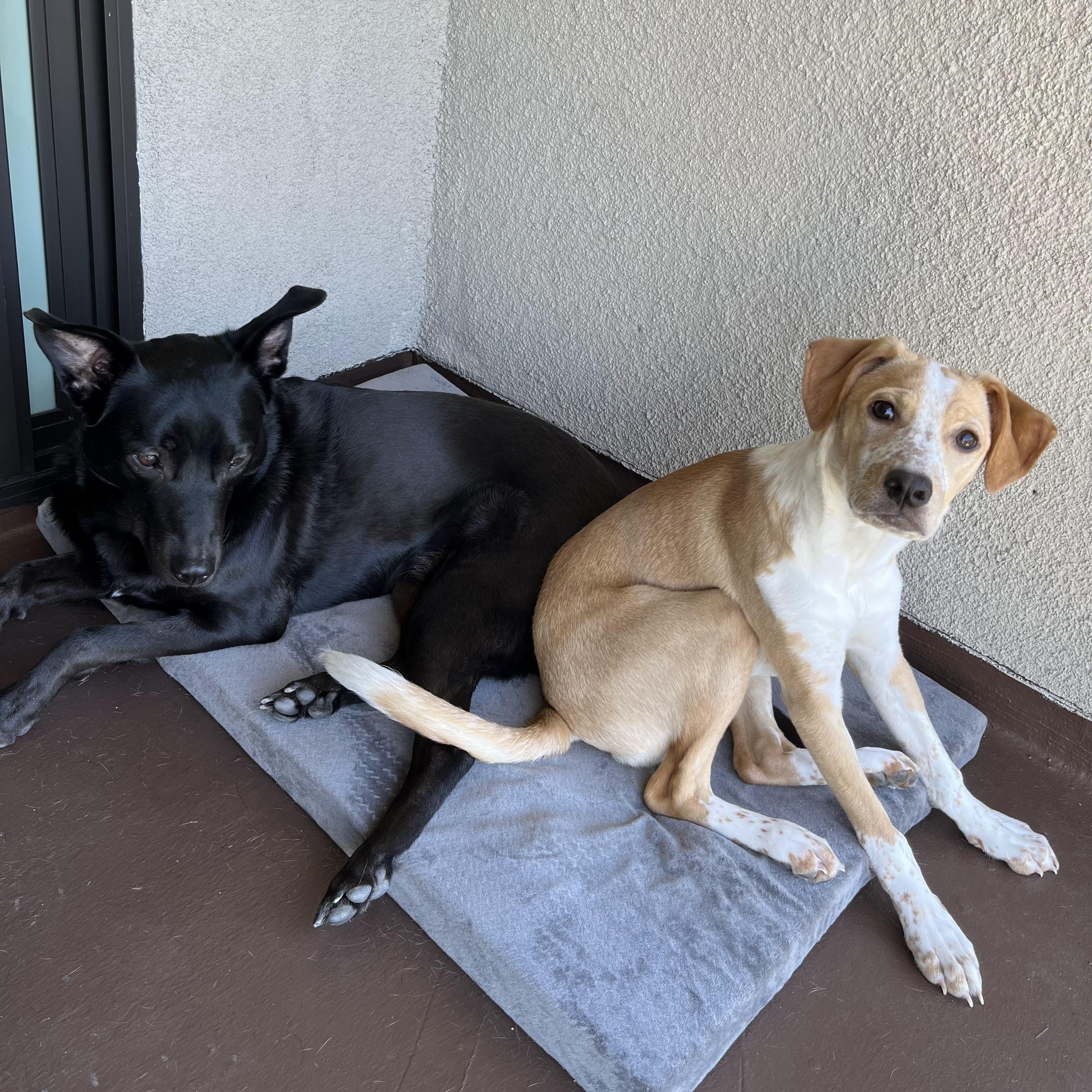 Enlarge Kili, a Adoptable Australian Kelpie in Torrance, CA image 2/6