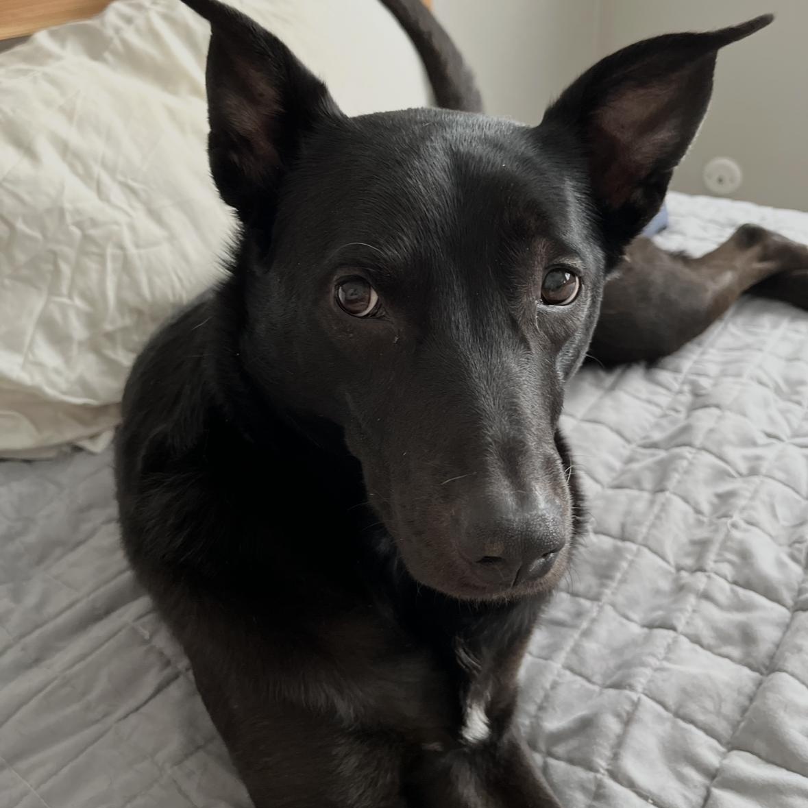 Kili, Adoptable, Senior Female Australian Kelpie.
