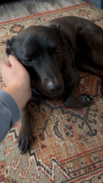 Enlarge Kili, a Adoptable Australian Kelpie in Torrance, CA video 5/6