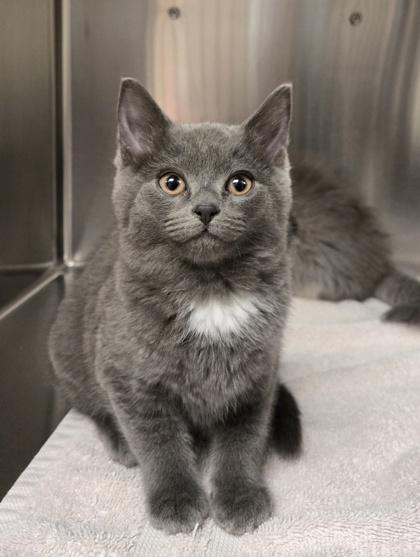 Nethermore thumbnail 3