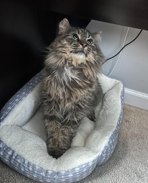 Oscar, adopted, Adult Male Domestic Long Hair.