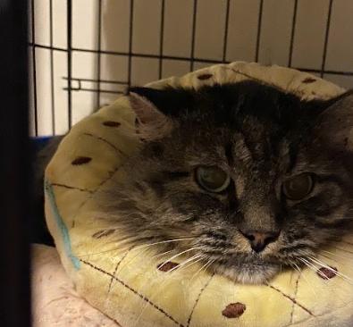 Oscar, an adopted Domestic Long Hair in Indianapolis, IN image 4/4