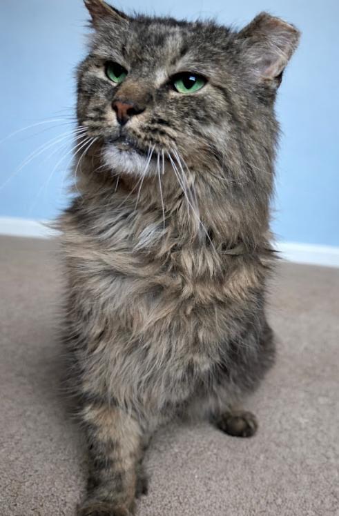 Oscar, an adopted Domestic Long Hair in Indianapolis, IN image 3/4