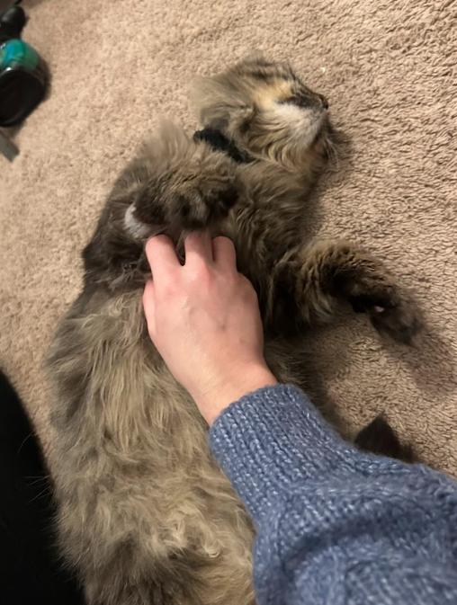 Oscar, an adopted Domestic Long Hair in Indianapolis, IN image 2/4