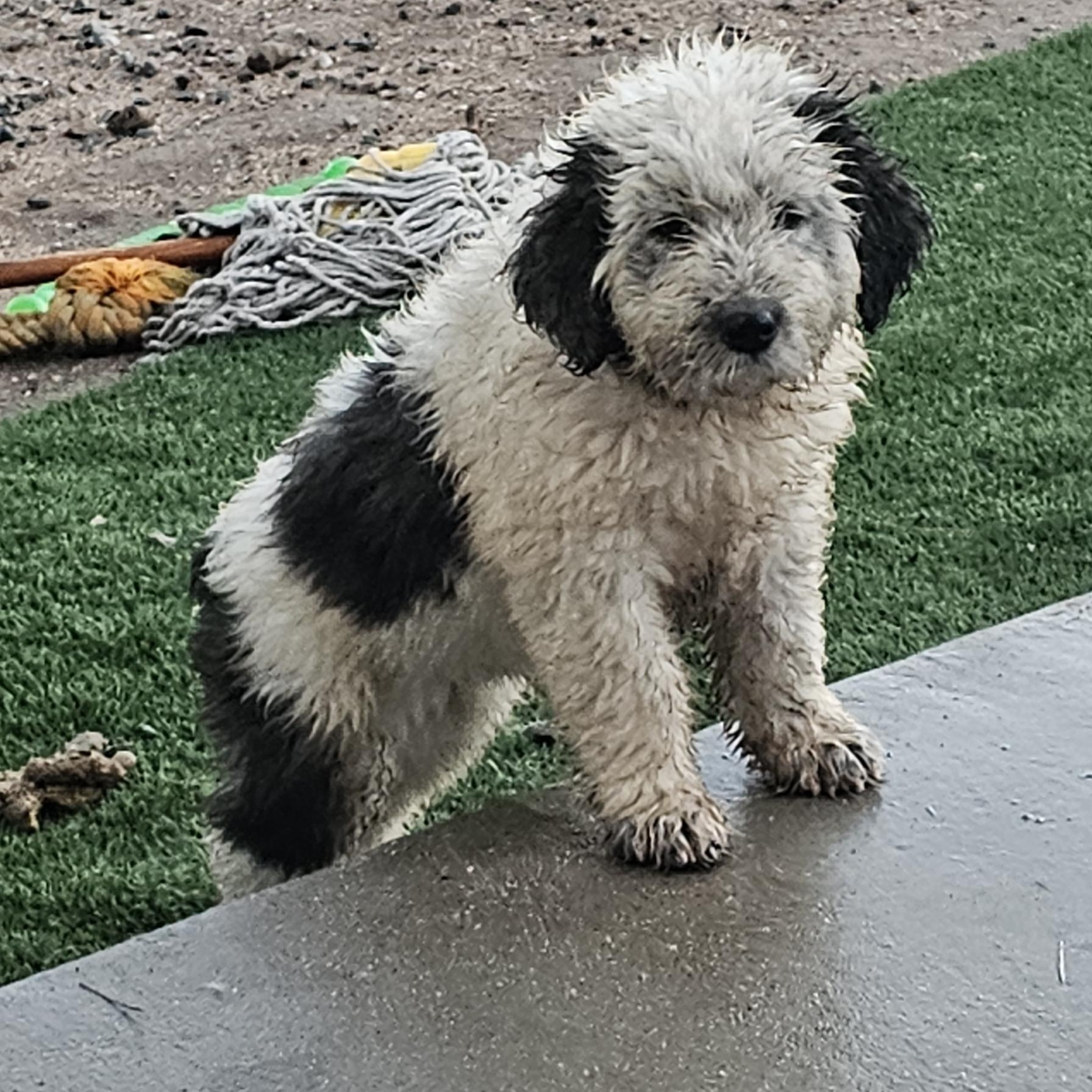 Enlarge Howie, an adopted mixed breed in Phelan, CA image 5/6