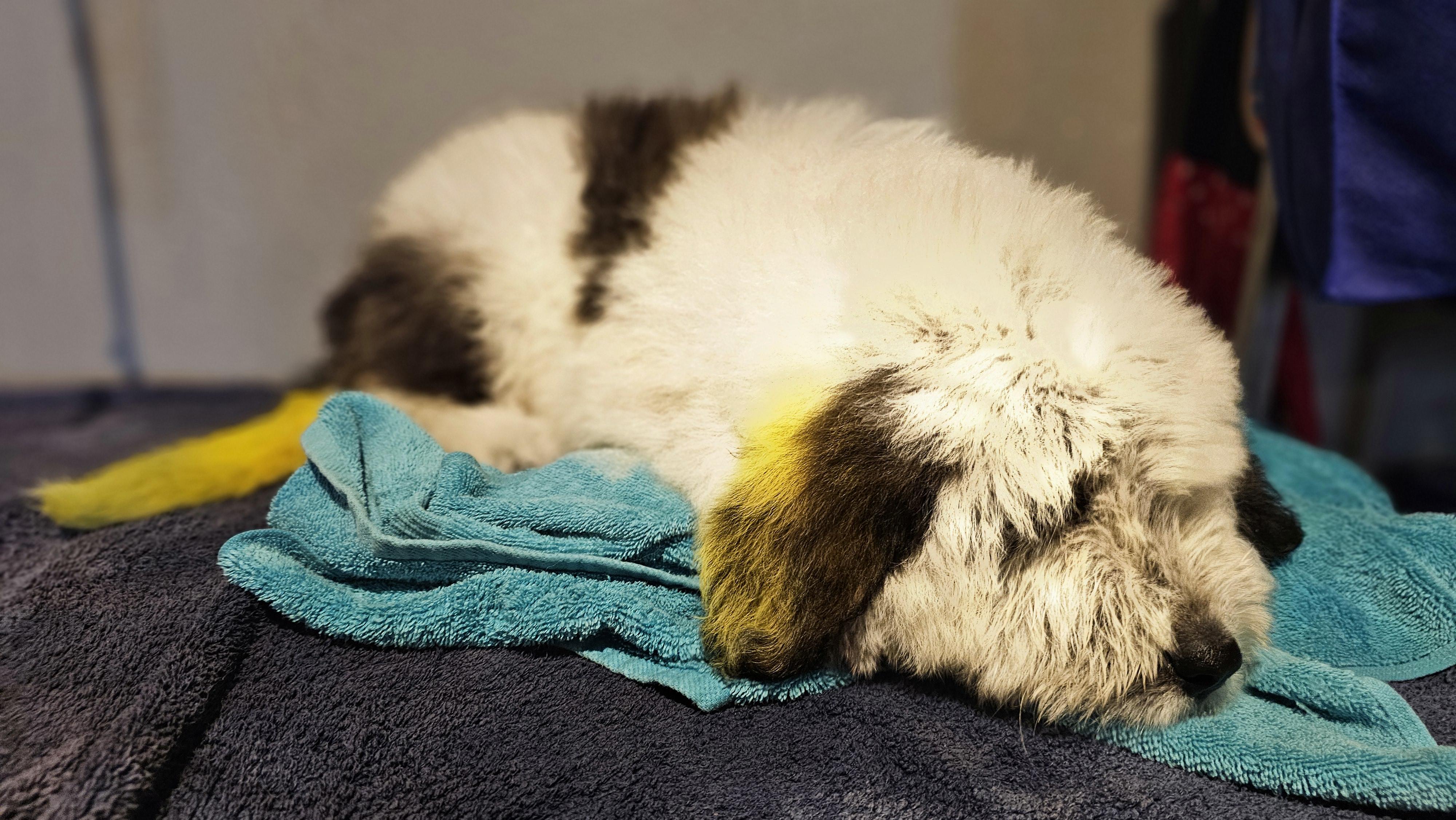Enlarge Howie, an adopted mixed breed in Phelan, CA image 4/6