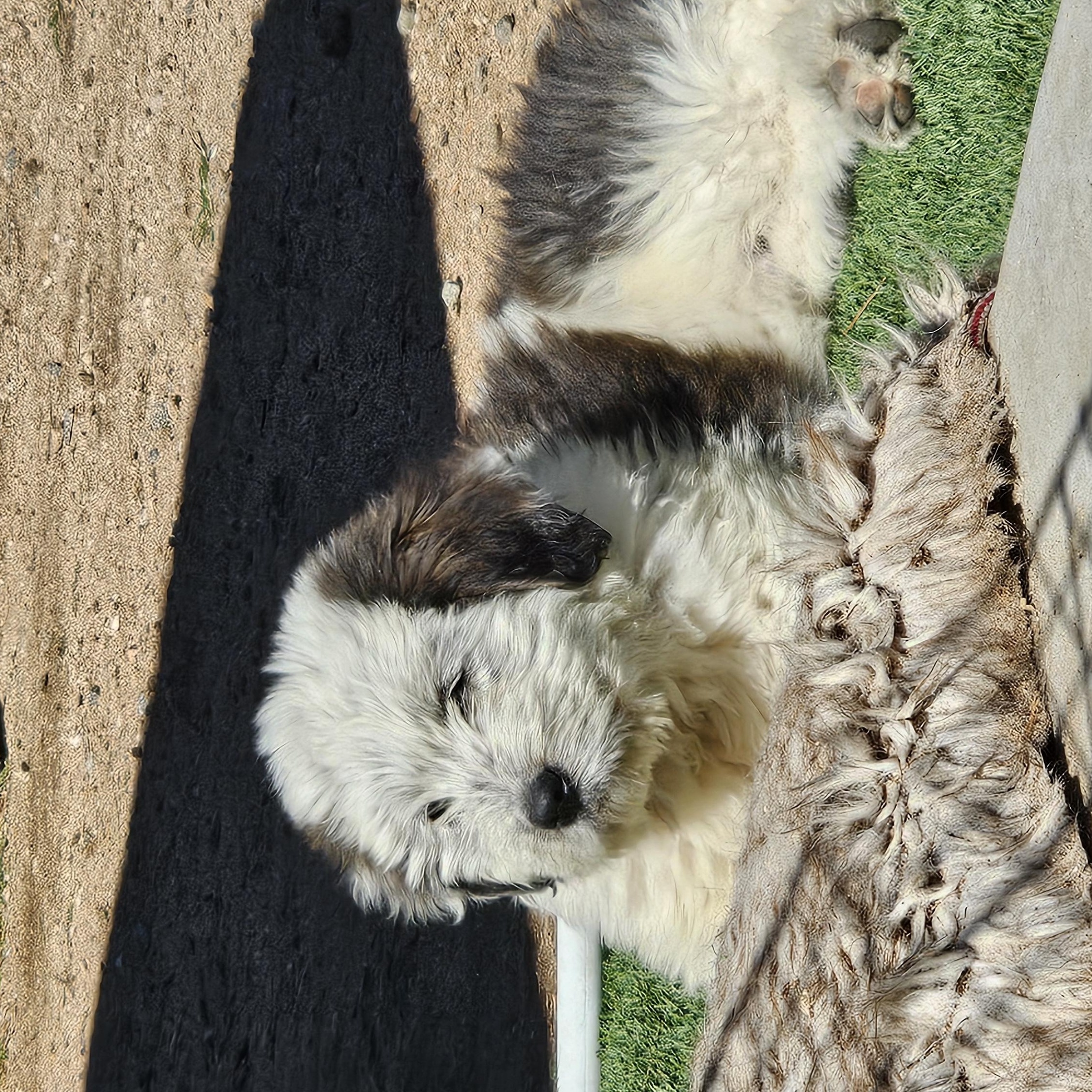 Enlarge Howie, an adopted mixed breed in Phelan, CA image 6/6