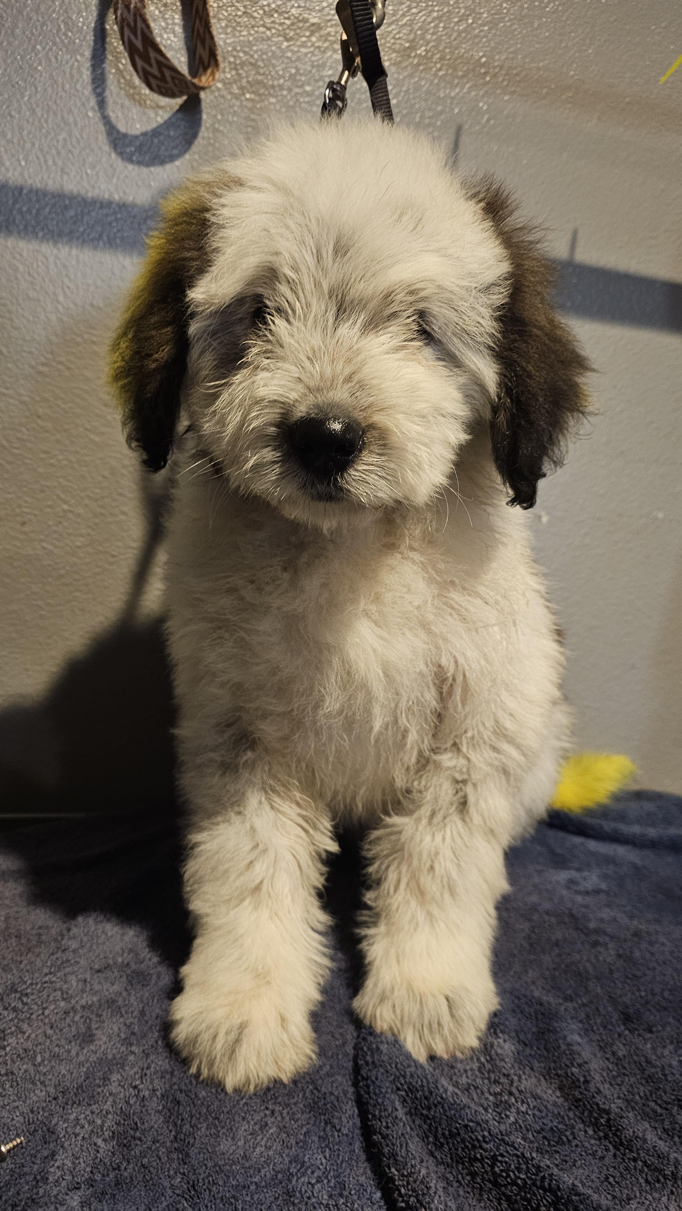 Enlarge Howie, an adopted mixed breed in Phelan, CA image 2/6