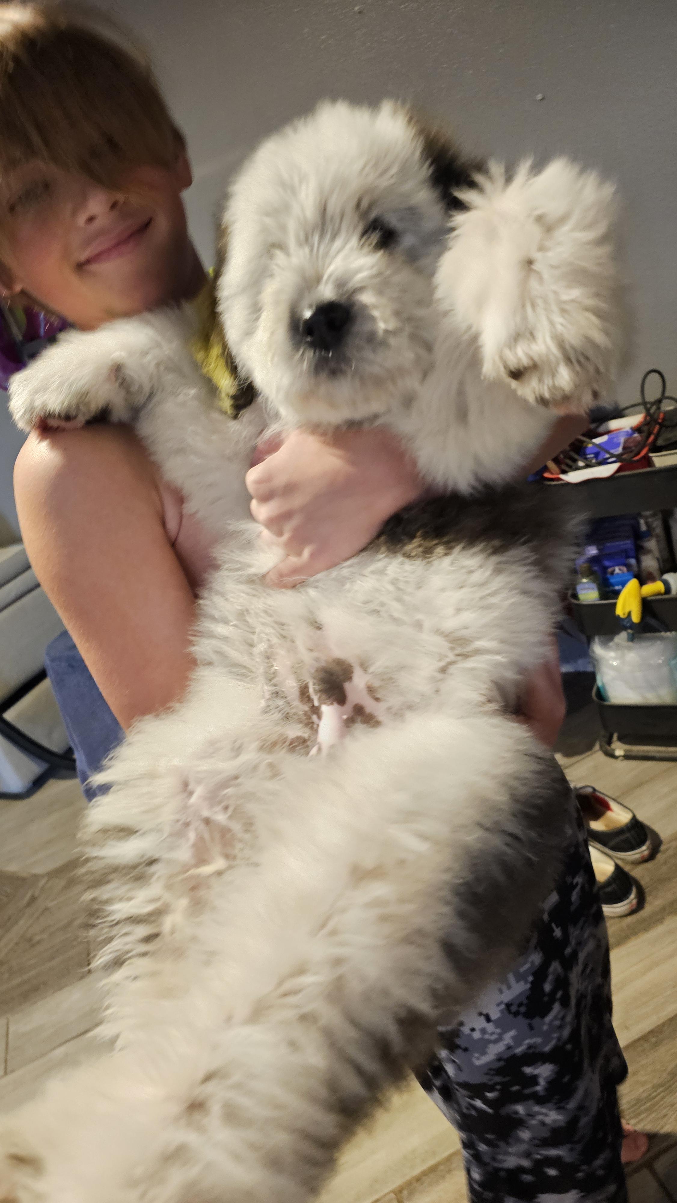 Howie, adopted, Puppy Male Great Pyrenees & Old English Sheepdog.