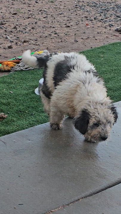 Enlarge Howie, an adopted mixed breed in Phelan, CA video 3/6