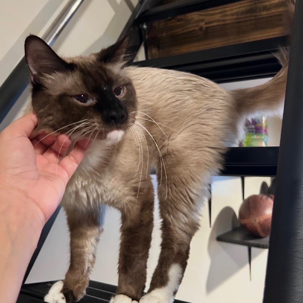 Bob, Adoptable, Adult Male Snowshoe & Domestic Medium Hair.