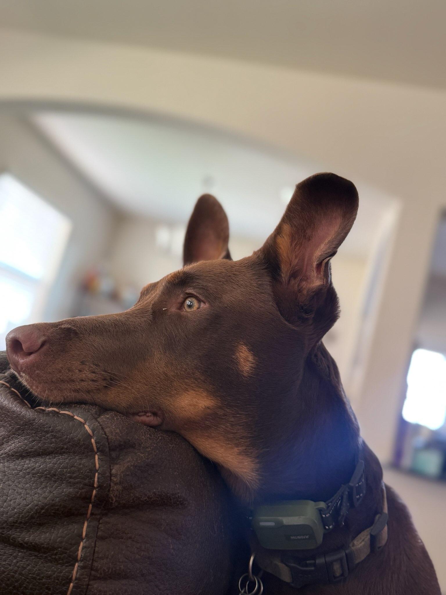 Gunner — thumbnail 3