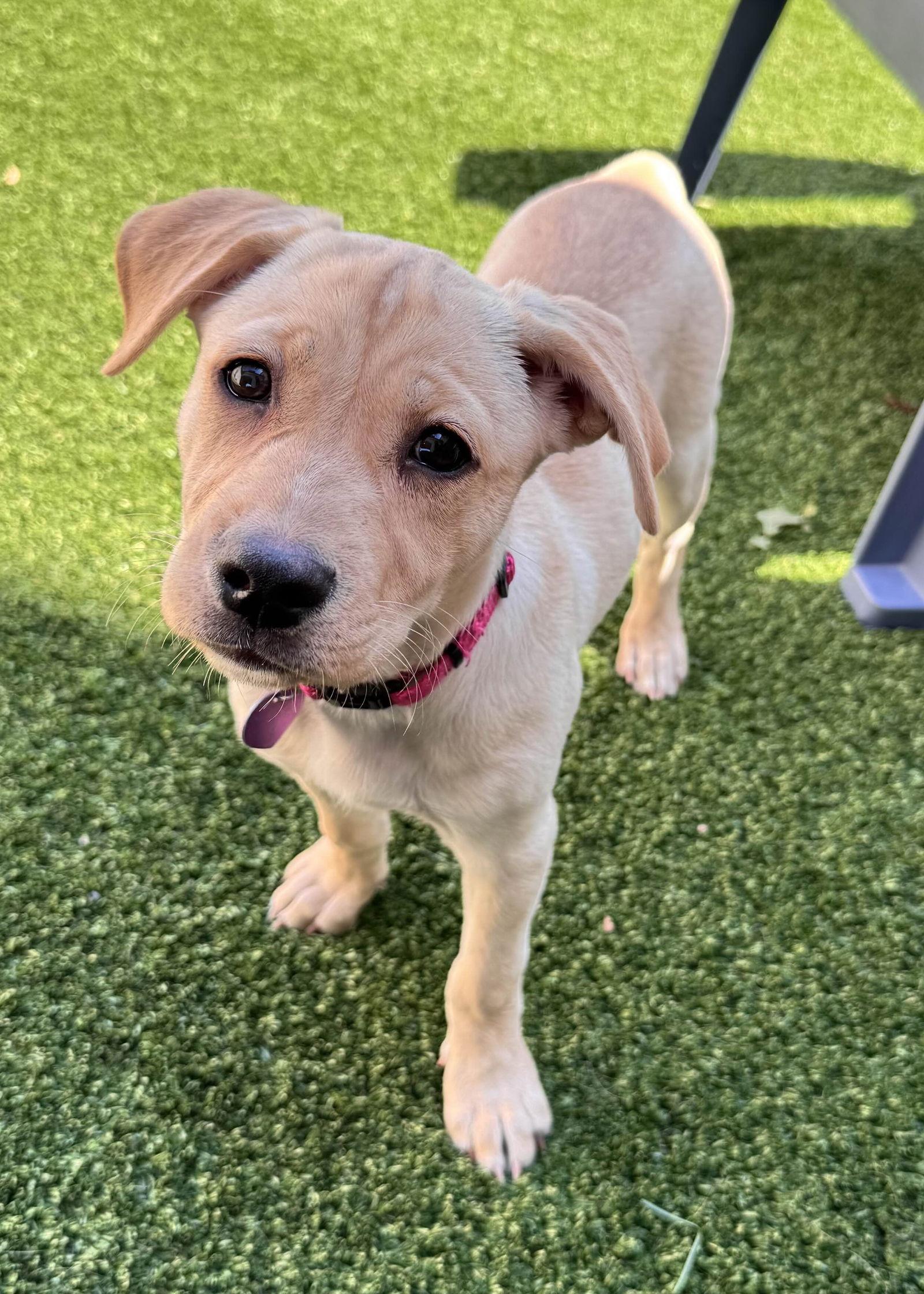 Aurora, Adopted, Puppy Female Schnauzer.