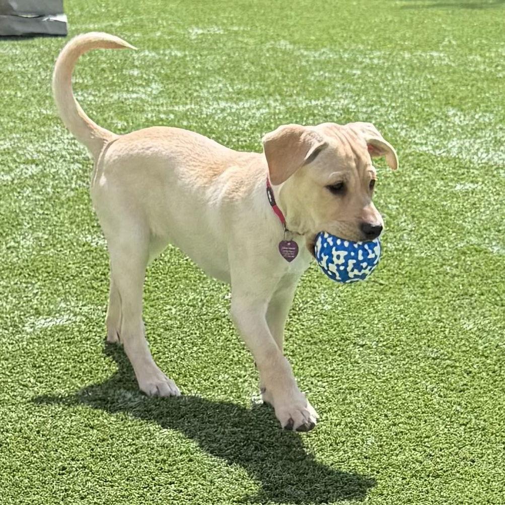 Enlarge Aurora, a Adopted Schnauzer in Fort Worth, TX image 2/3