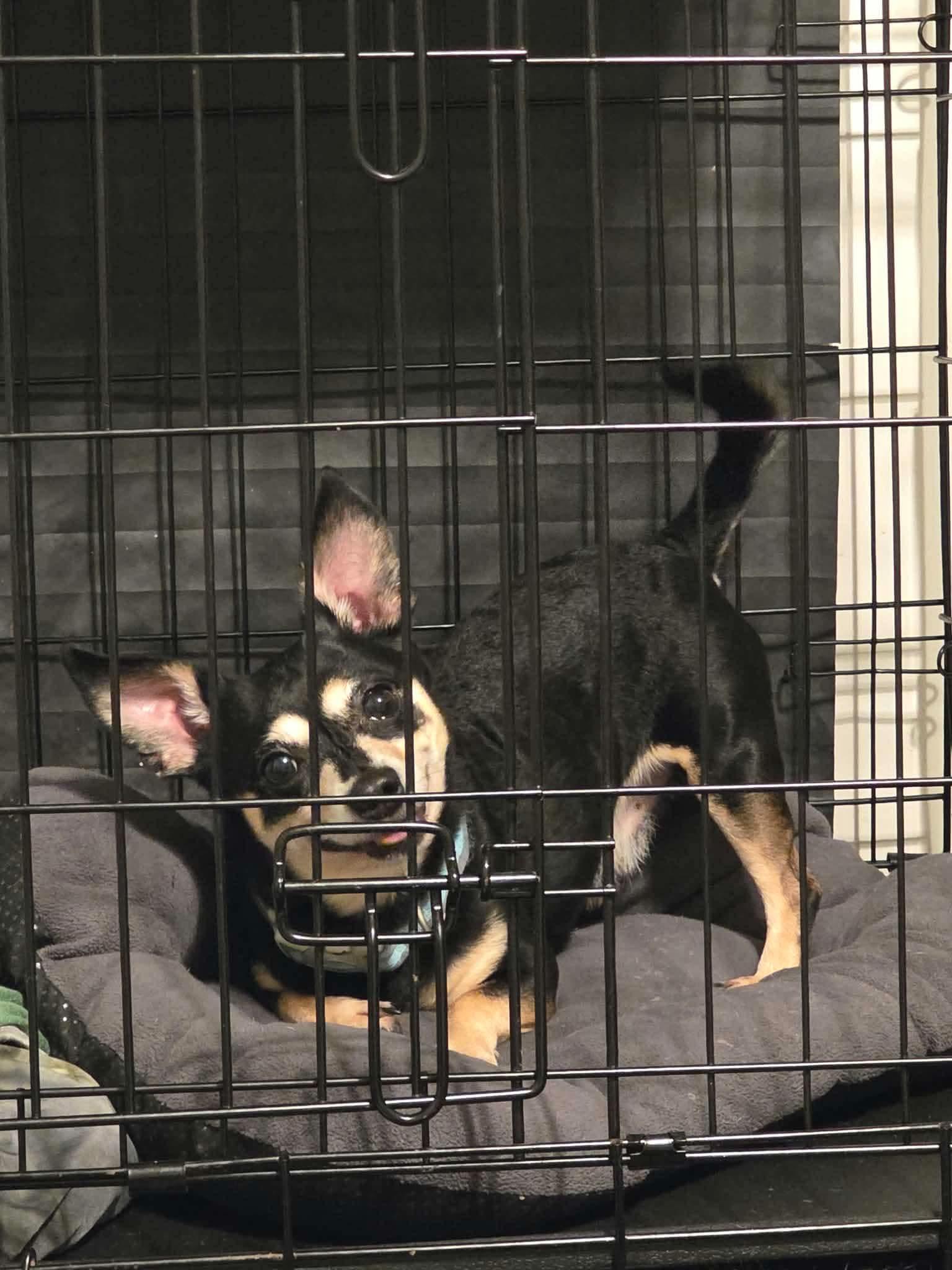 Sampson, Adopted, Adult Male Chihuahua.