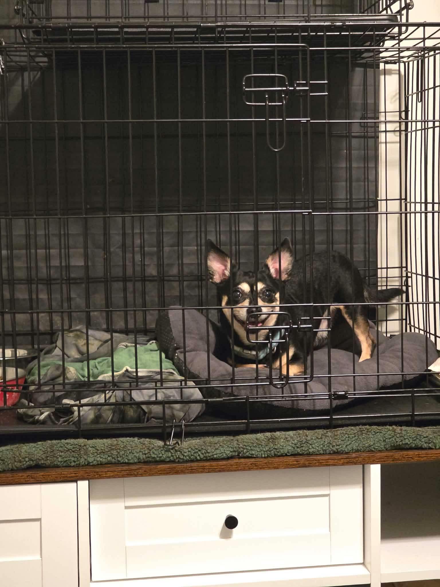Enlarge Sampson, a Adopted Chihuahua in Manalapan, NJ image 2/3