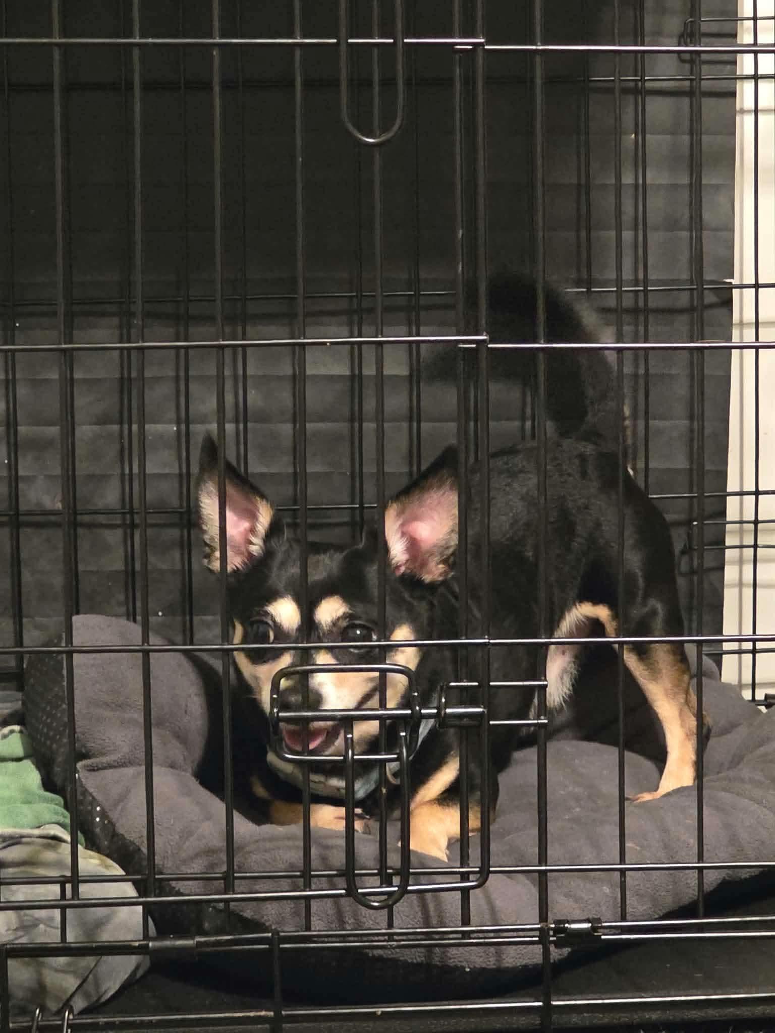 Enlarge Sampson, a Adopted Chihuahua in Manalapan, NJ image 3/3