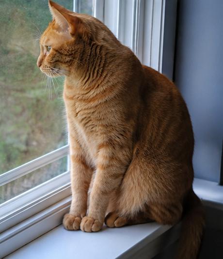 Mandarina (Mandy), an adoptable Domestic Short Hair in Fort Worth, TX image 5/6